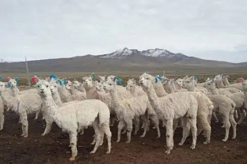 Ganaderos deberán proteger a sus animales en cobertizos por recomendación del Senamhi. Foto: ANDINA/Senamhi
