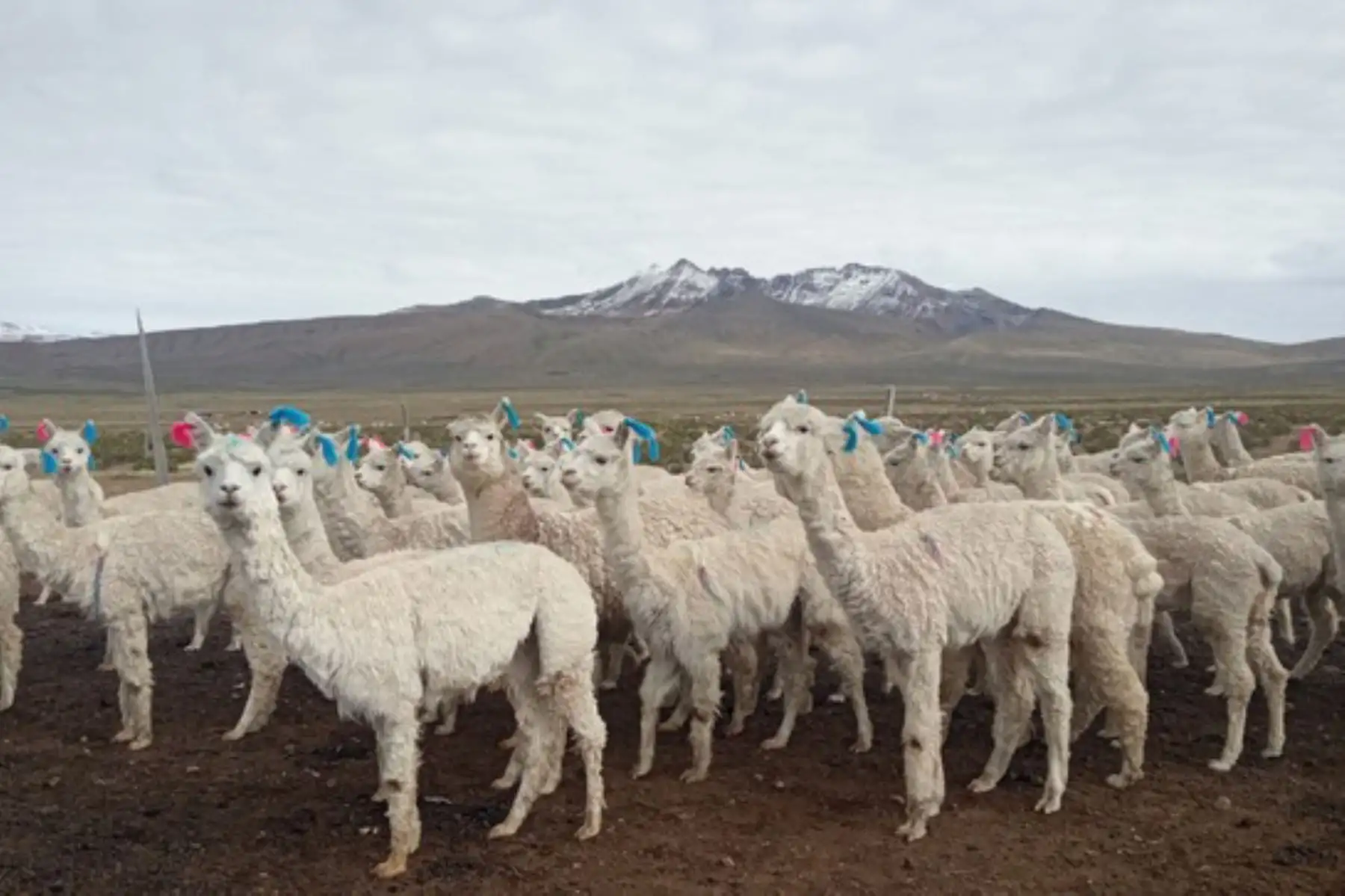 Ganaderos deberán proteger a sus animales en cobertizos por recomendación del Senamhi. Foto: ANDINA/Senamhi