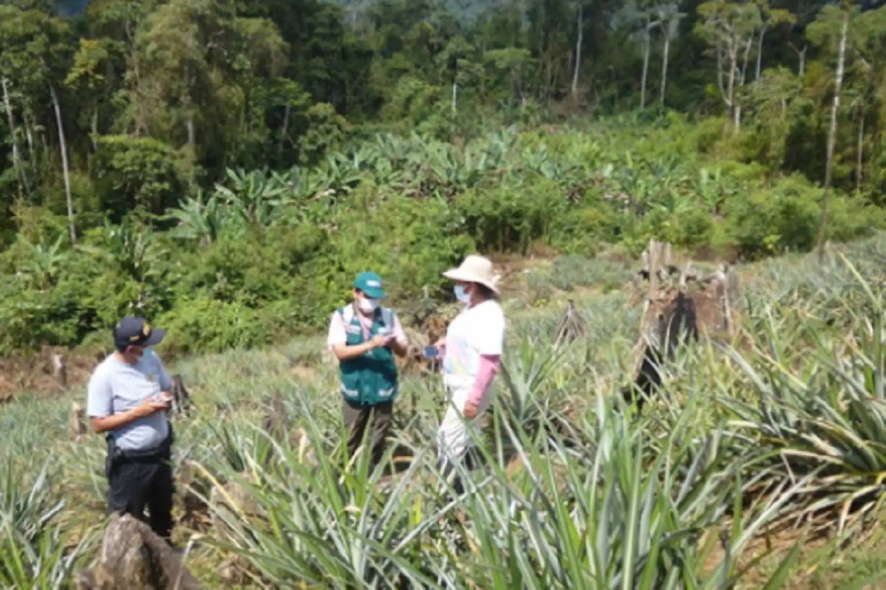 El Ministerio de Desarrollo Agrario y Riego, a través del Servicio Nacional Forestal y de Fauna Silvestre (Serfor) en Cusco, constató la presencia de actividades ilegales que afectan al patrimonio forestal y de fauna silvestre en el distrito de Camanti, provincia de Quispicanchi, en el denominado Bosque Protector del Cusco.