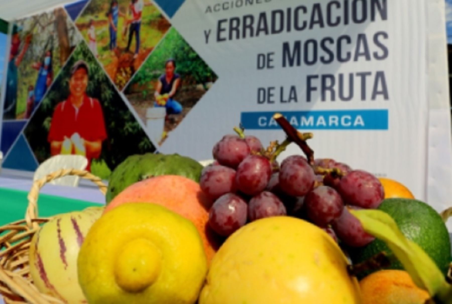 El objetivo para el 2023 es que Cajamarca sea declarada área libre de la mosca de la fruta, estado fitosanitario que le permitirá llevar sus productos agrícolas a nuevos mercados internacionales, sin mayores restricciones.
