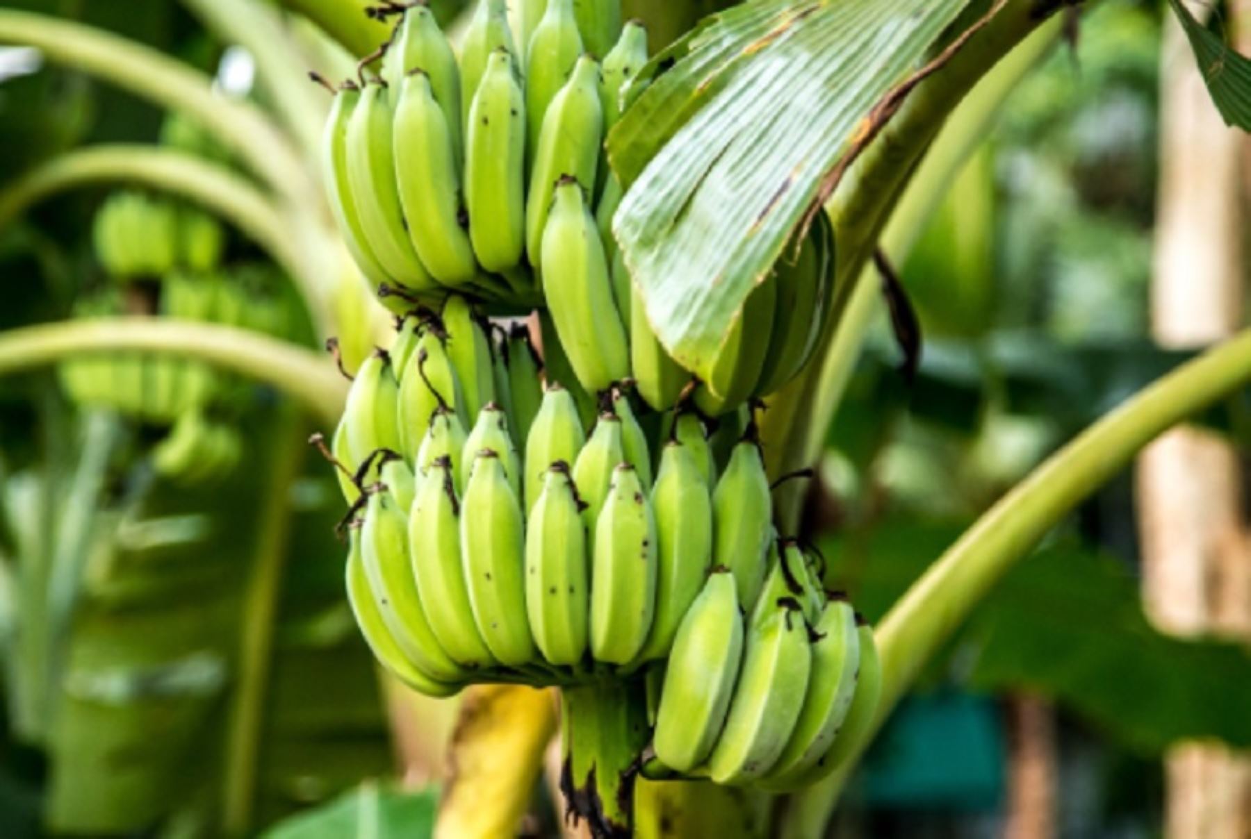Una investigación pionera en Perú, enfocada en el desarrollo y aplicación de la inteligencia artificial en toda la cadena productiva del banano, especialmente del cultivado de manera orgánica en la región Piura, está desarrollando la candidata al doctorado en Ingeniería de la Universidad de Piura, Estefani Almeyda. ANDINA/Difusión