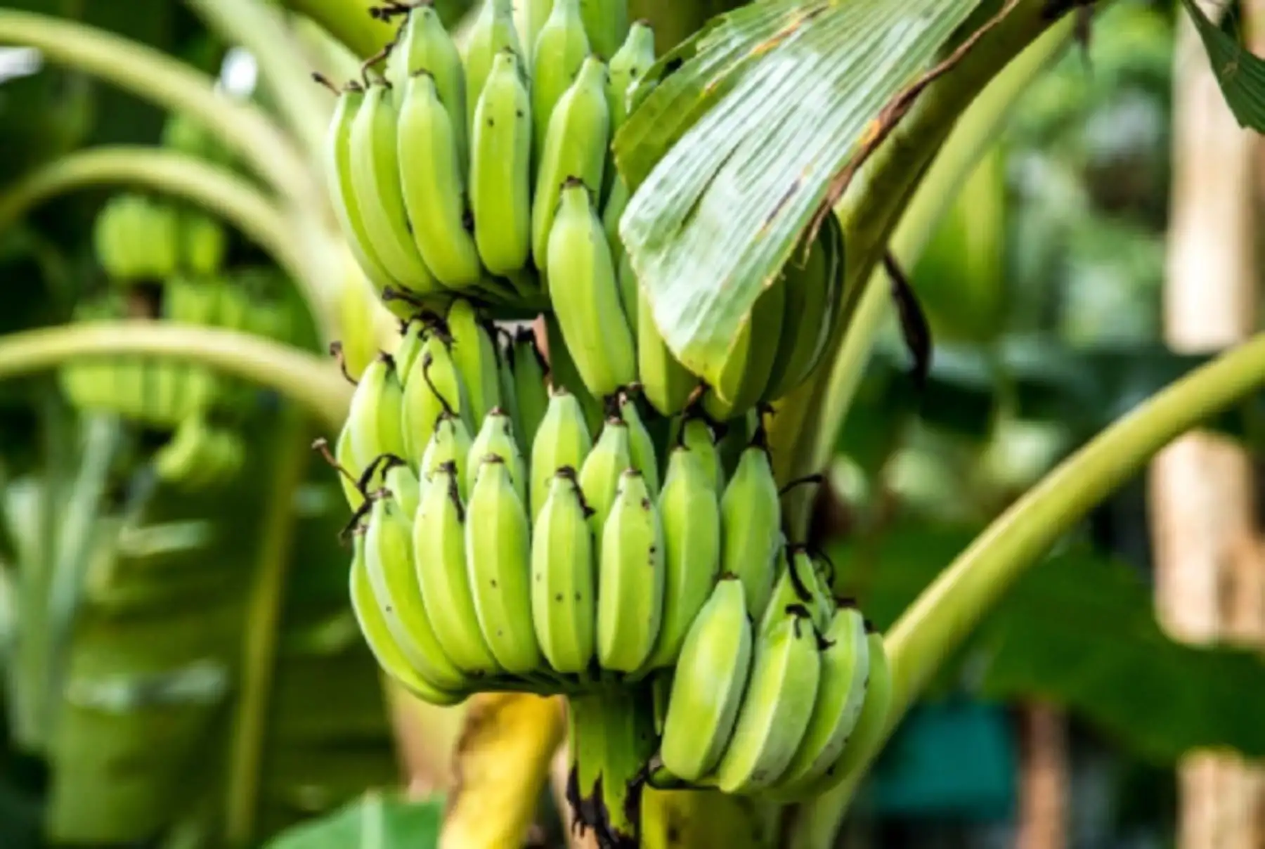 CAN y Alemania fortalecen vigilancia contra hongo que amenaza cultivos de banano