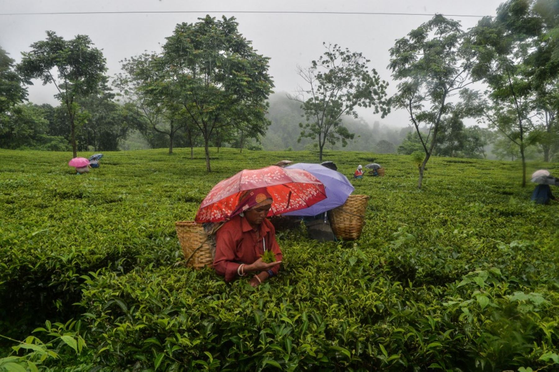 Los trabajadores arrancan hojas de té durante una lluvia luego de una relajación de las restricciones de encierro impuestas para frenar la propagación del coronavirus Covid-19, en la aldea de Rohini, a unos 15 km de Siliguri. Foto: AFP