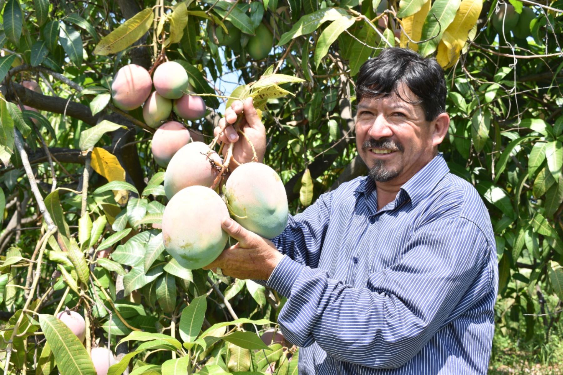 ¡Éxito internacional!: exportaciones de mango alcanzaron las 232,000 toneladas.