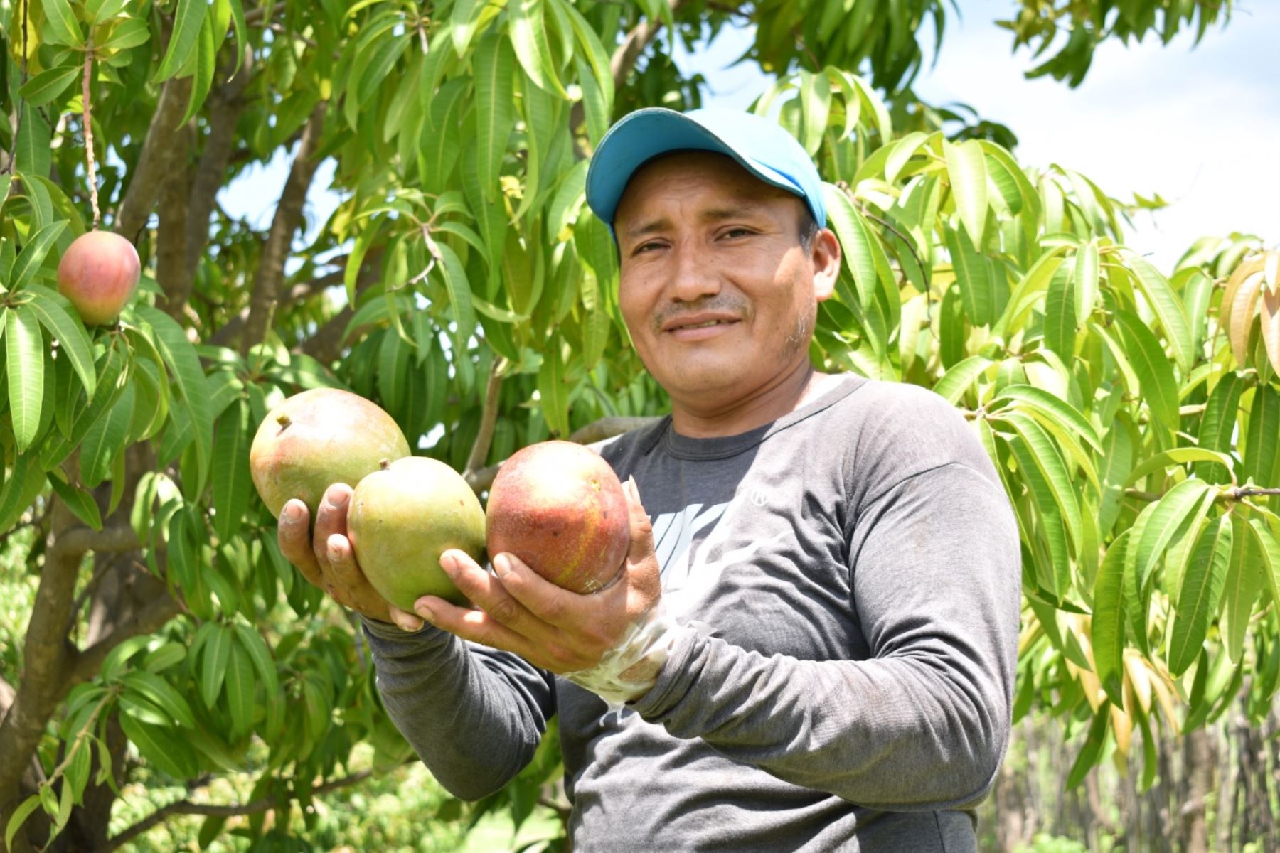 El cotizado mango se posiciona como el principal producto de la agricultura familiar de Lambayeque. ANDINA/Archivo