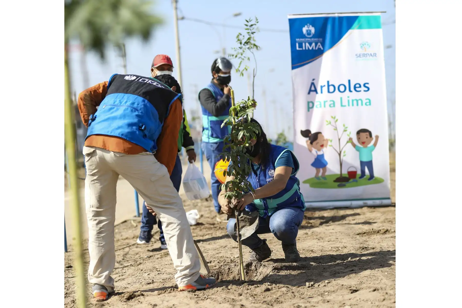 Municipalidad Metropolitana de Lima  realiza plantado de 200 árboles en el distrito de Villa el Salvador.
Foto: Municipalidad de Lima