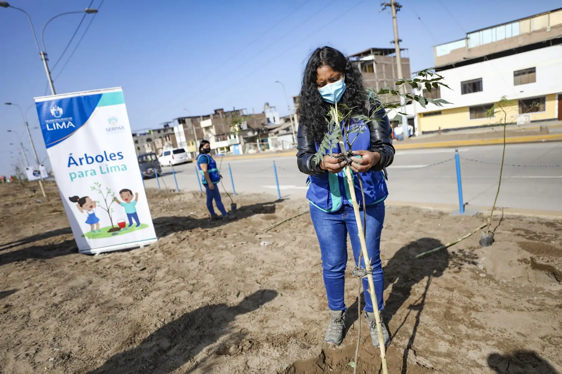 Municipalidad Metropolitana de Lima  realiza plantado de 200 árboles en el distrito de Villa el Salvador.
Foto: Municipalidad de Lima