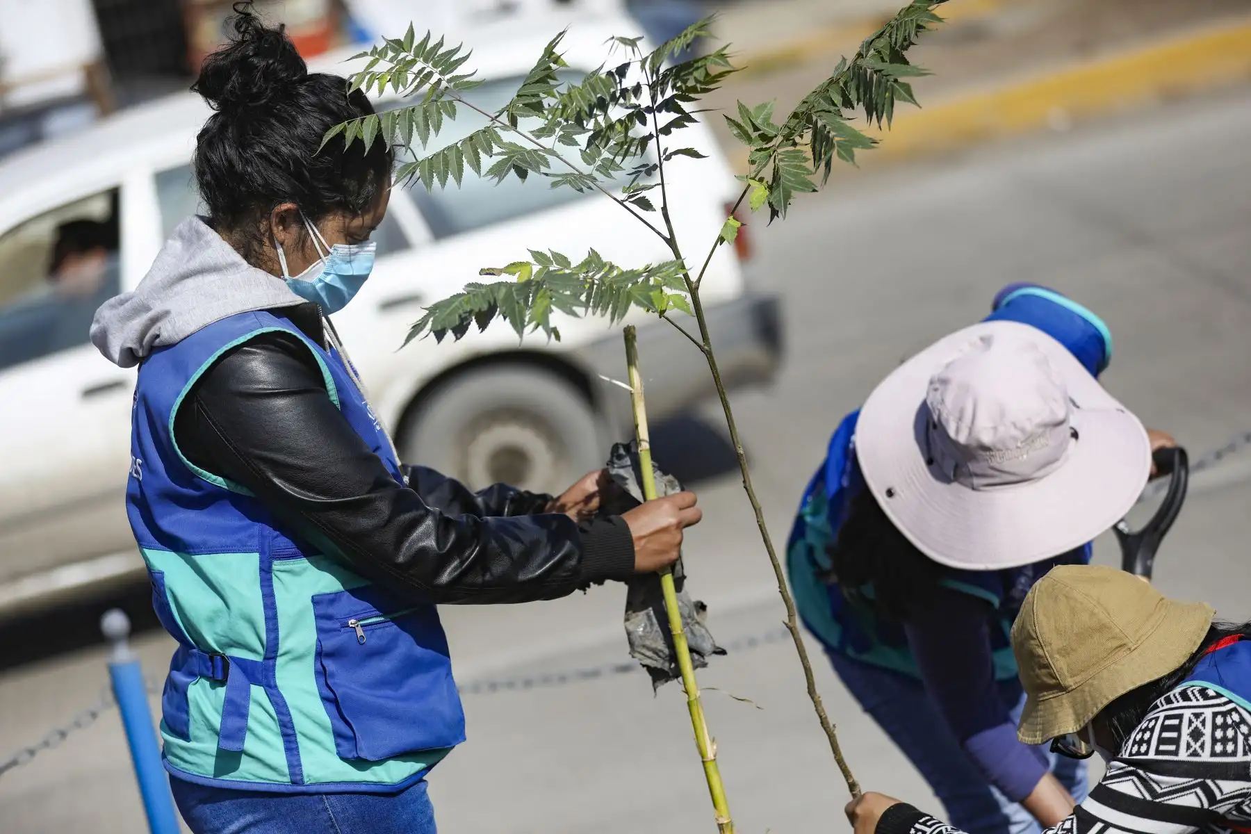 Municipalidad Metropolitana de Lima  realiza plantado de 200 árboles en el distrito de Villa el Salvador.
Foto: Municipalidad de Lima