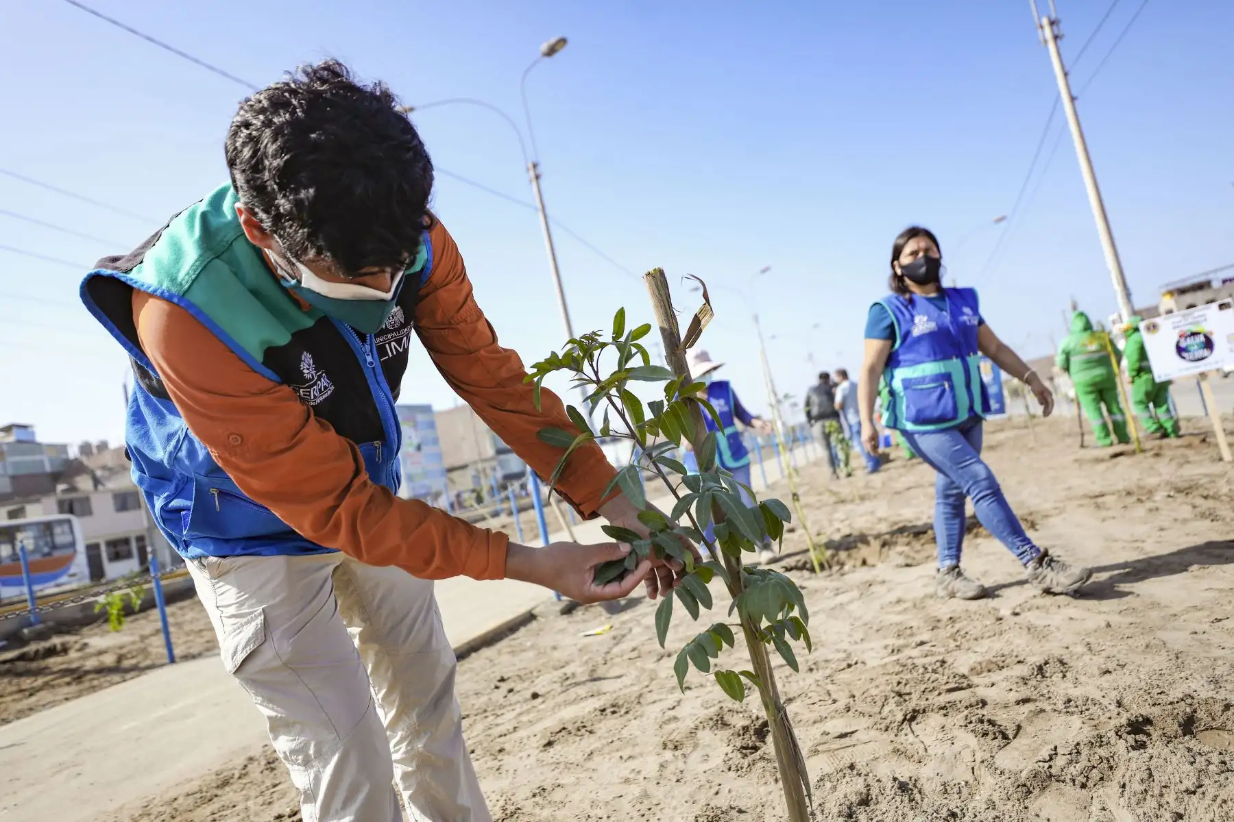 Municipalidad Metropolitana de Lima  realiza plantado de 200 árboles en el distrito de Villa el Salvador.
Foto: Municipalidad de Lima
