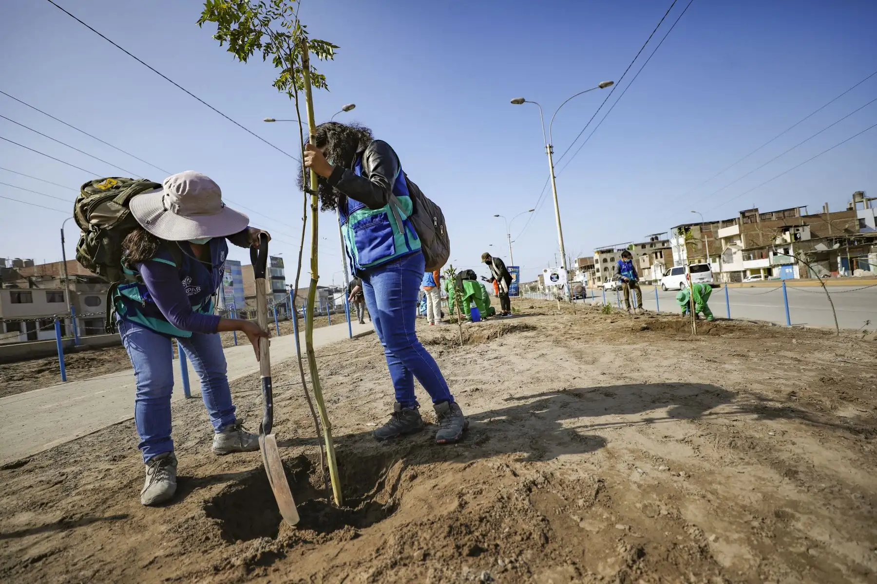 Municipalidad Metropolitana de Lima  realiza plantado de 200 árboles en el distrito de Villa el Salvador.
Foto: Municipalidad de Lima