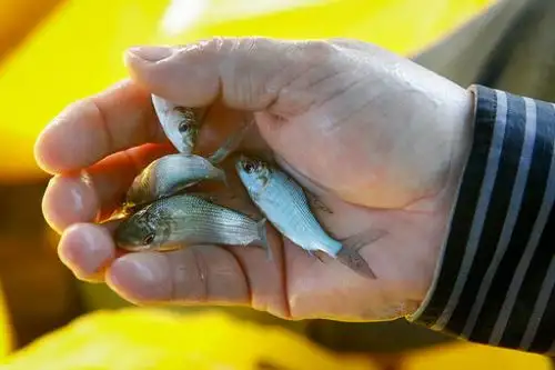 El gobierno regional de San Martín entregó alevines y medicinas a pobladores de la comunidad indígena de Shimpiyacu. Foto: ANDINA/Goresam