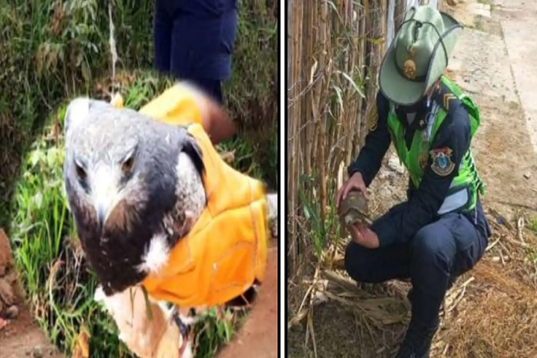 Ambas especies fueron puestas a disposición de las autoridades del Serfor.