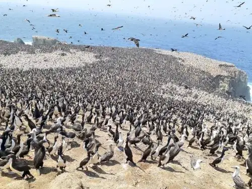 Midagri desarrolla estrategia para proteger aves marinas y combatir caza del guanay