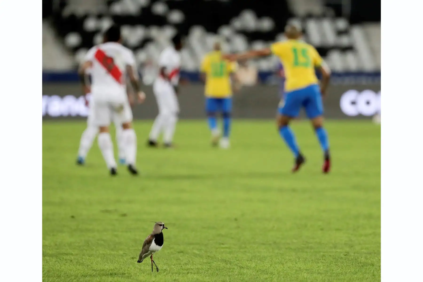 Un ave se posa sobre la cancha durante un partido entre Brasil y Perú por el grupo B de la Copa América, en el Estadio Olímpico Nilton Santos en Río de Janeiro, Brasil. Foto: EFE