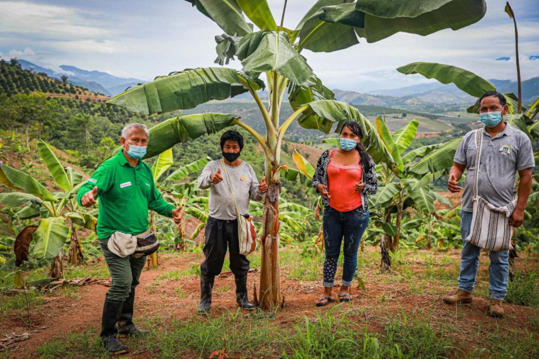 Productores asháninkas y nomatsigengas del Vraem impulsan el cultivo de plátano con apoyo de Devida.