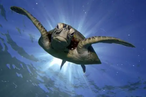 De las siete especies de tortugas marinas que existen en el planeta, cinco habitan en el Perú. Foto: ANDINA/Serfor