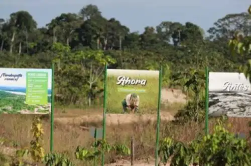Alrededor de 750,000 plantas de especies nativas del país se han producido en los viveros del Instituto de Investigaciones de la Amazonía Peruana (IIAP) y fueron sembrados al interior de la Reserva Nacional Tambopata en la región Madre de Dios, culminando así el proceso de recuperación de las áreas degradadas por la minería ilegal en esa zona del país.