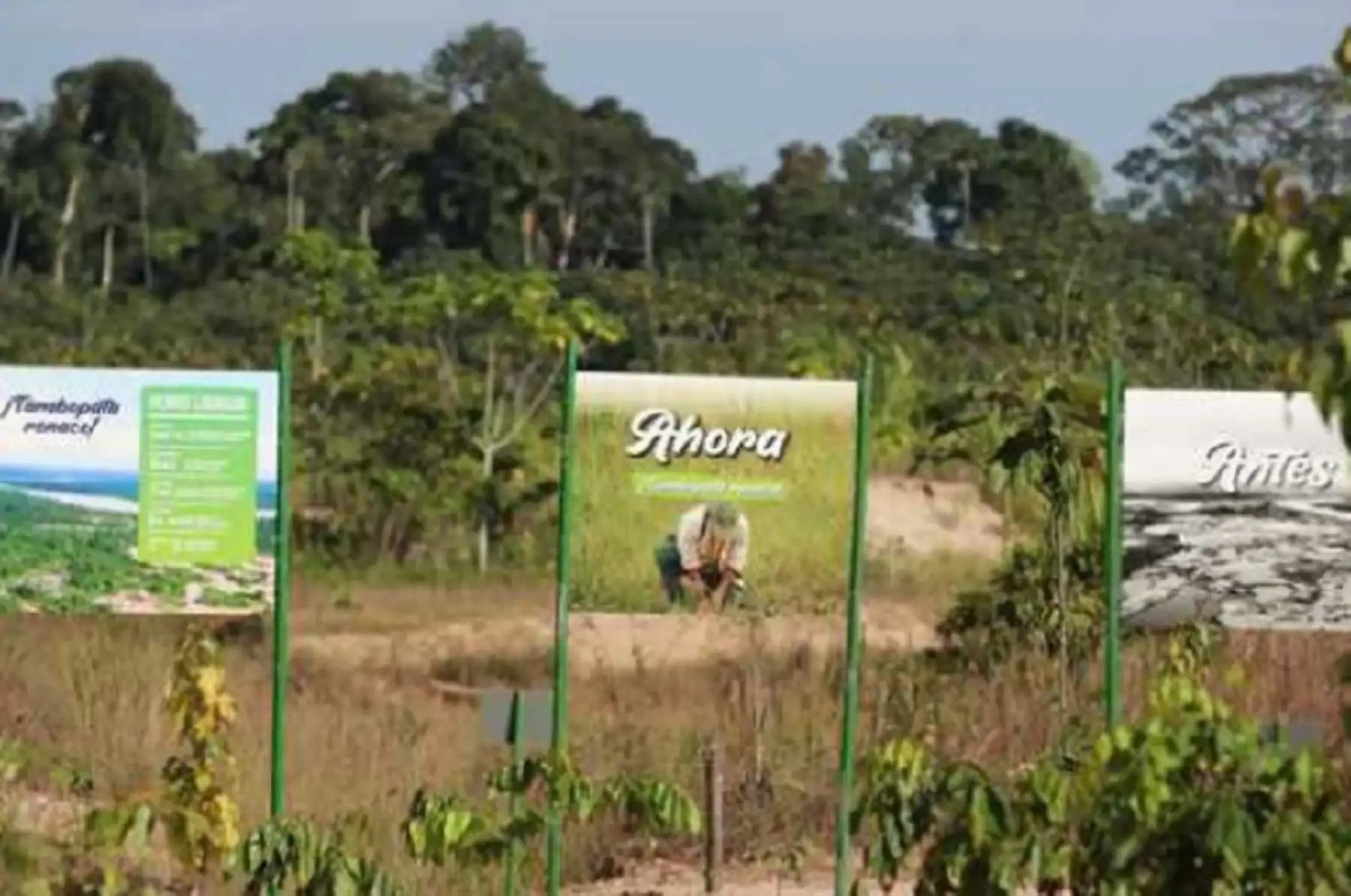 Alrededor de 750,000 plantas de especies nativas del país se han producido en los viveros del Instituto de Investigaciones de la Amazonía Peruana (IIAP) y fueron sembrados al interior de la Reserva Nacional Tambopata en la región Madre de Dios, culminando así el proceso de recuperación de las áreas degradadas por la minería ilegal en esa zona del país.