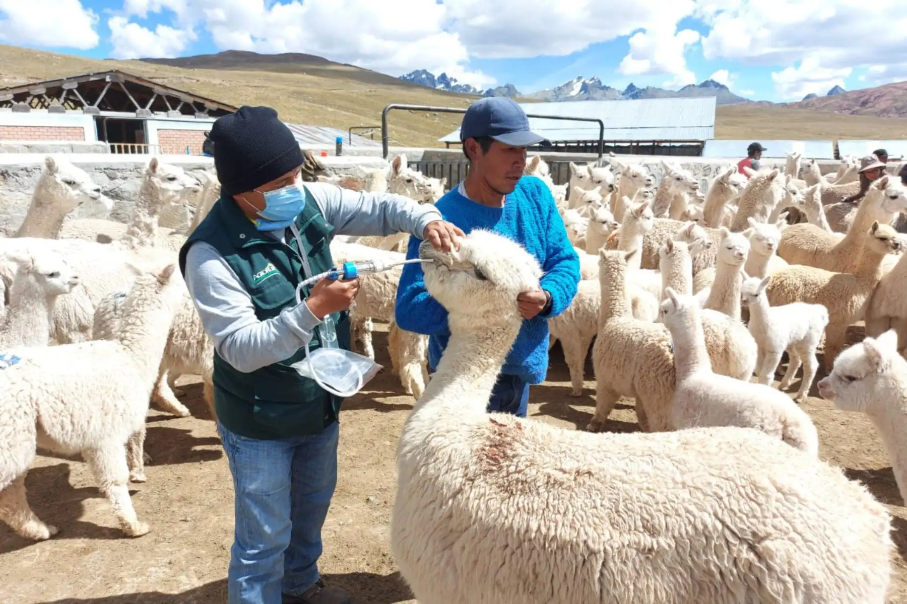 El Ministerio de Desarrollo Agrario y Riego a través de Agro Rural, inició la jornada de aplicación de los kits veterinarios en salvaguarda de 67 mil cabezas de ganado, entre alpacas y ovinos, de las zonas altoandinas de la región Lima.
Foto: Midagri