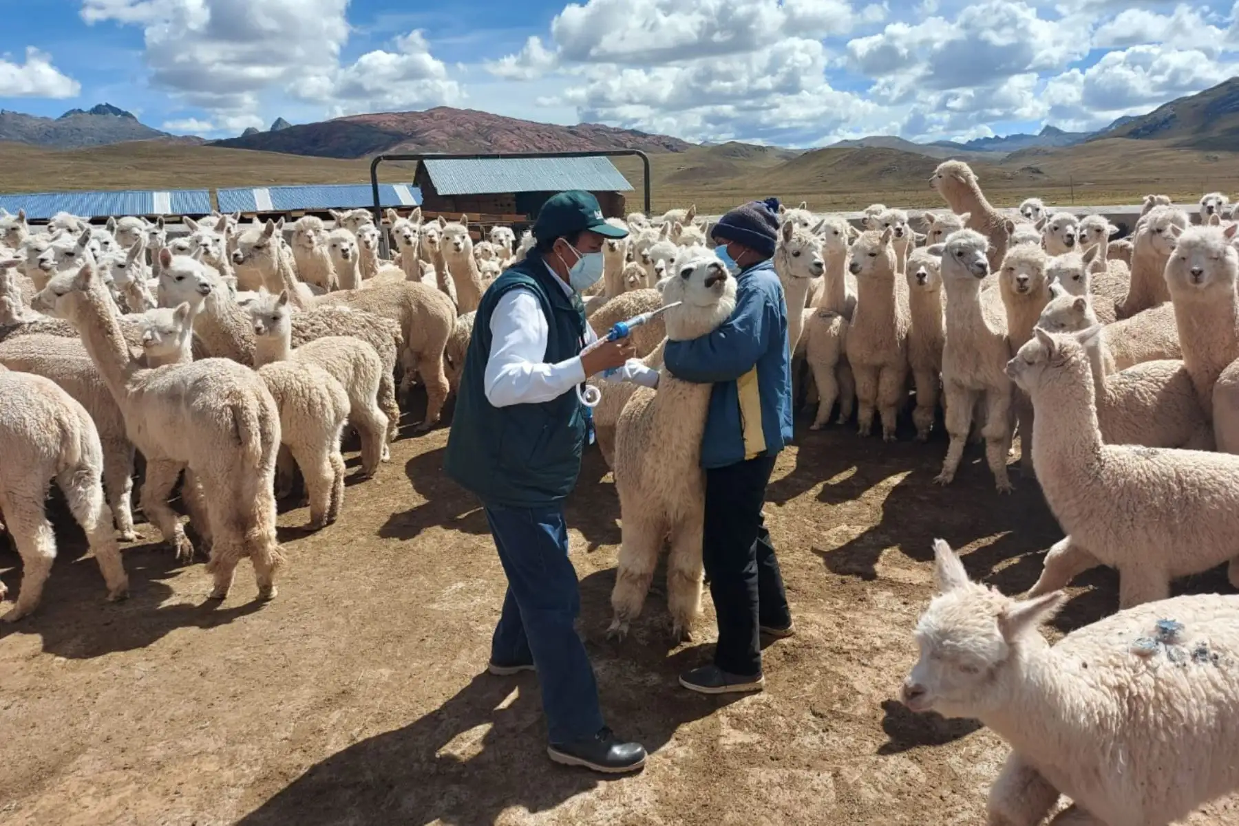 El Ministerio de Desarrollo Agrario y Riego a través de Agro Rural, inició la jornada de aplicación de los kits veterinarios en salvaguarda de 67 mil cabezas de ganado, entre alpacas y ovinos, de las zonas altoandinas de la región Lima.
Foto: Midagri