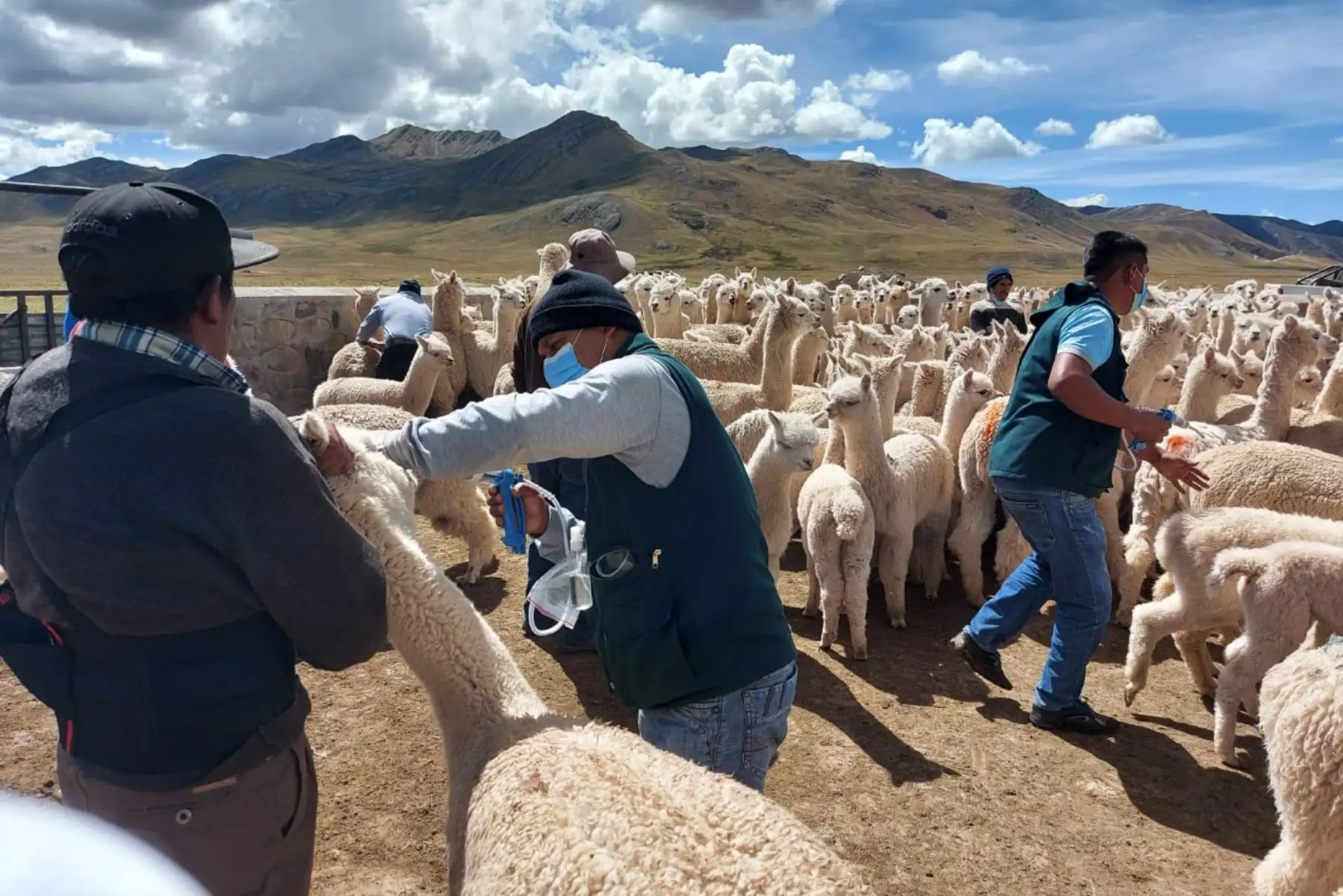 En el sector de Viscollo, en el distrito de Laraos, provincia de Yauyos, ubicado a 4,458 m.s.n.m., se realizó la primera etapa de este proceso de dosificación a 1000 cabezas de ganado. 
Foto: Midagri