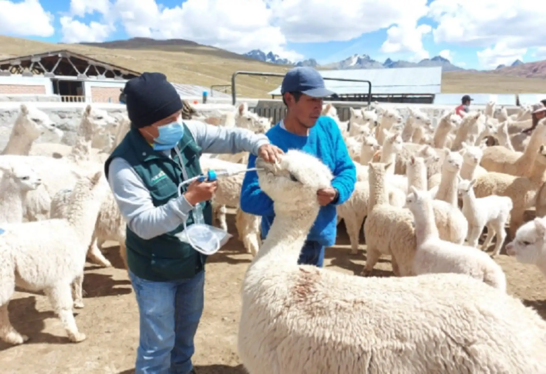 El Ministerio de Desarrollo Agrario y Riego (Midagri), a través de Agro Rural, inició la jornada de aplicación de los kits veterinarios en salvaguarda de 67,000 cabezas de ganado, entre alpacas y ovinos, de las zonas altoandinas de la región Lima, a fin de evitar enfermedades infecciosas y parasitarias, así como daños provocados por las bajas temperaturas.