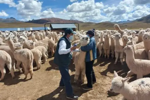 Foto: ANDINA/Difusión.