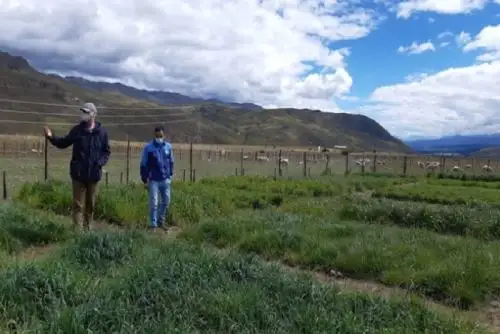 Como parte del procedimiento exploratorio, se evaluaron dos especies: la Calamagrostis macrophylla y la Festuca loricata, las cuales muestran diferentes estrategias de tolerancia a las heladas.