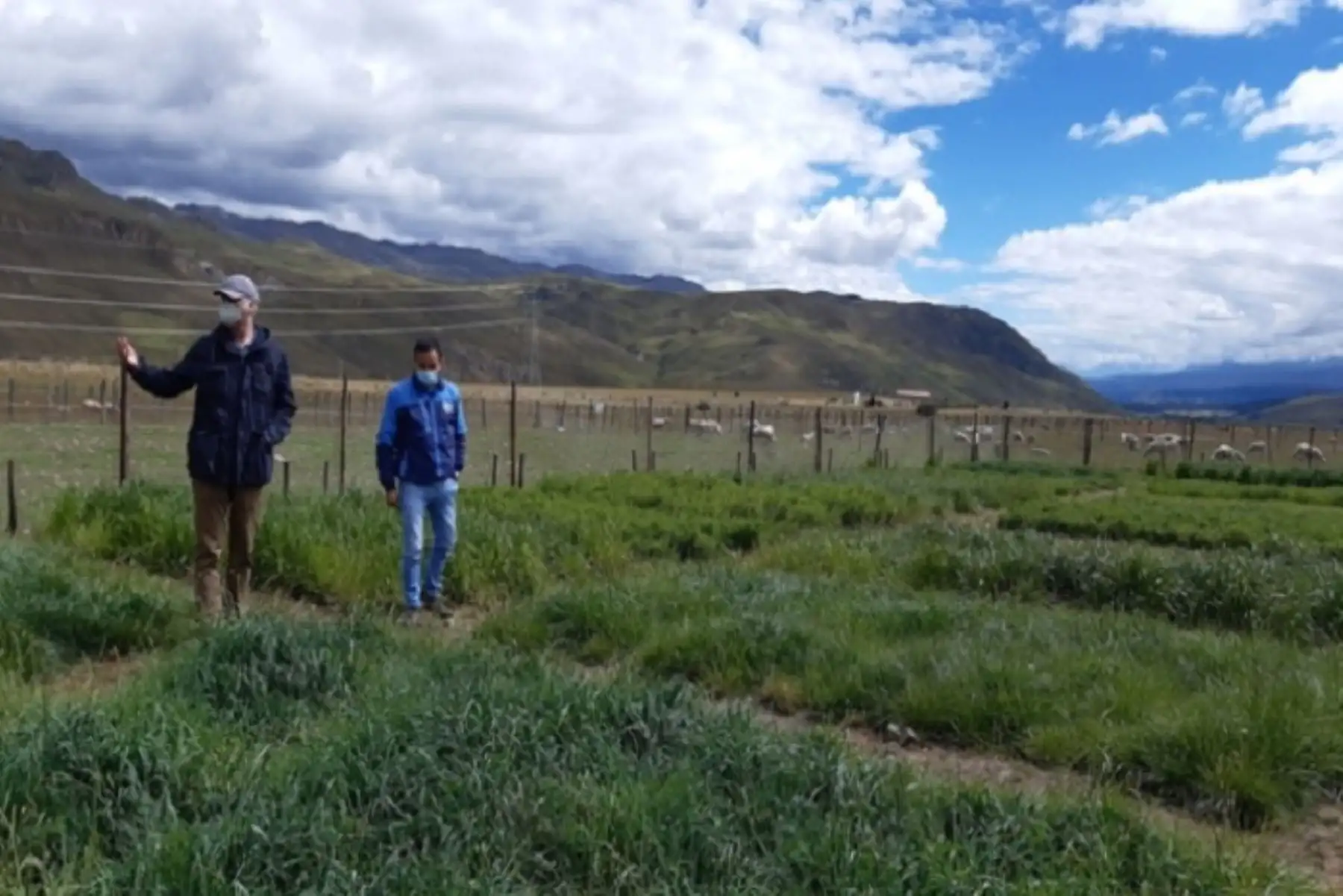 Como parte del procedimiento exploratorio, se evaluaron dos especies: la Calamagrostis macrophylla y la Festuca loricata, las cuales muestran diferentes estrategias de tolerancia a las heladas.