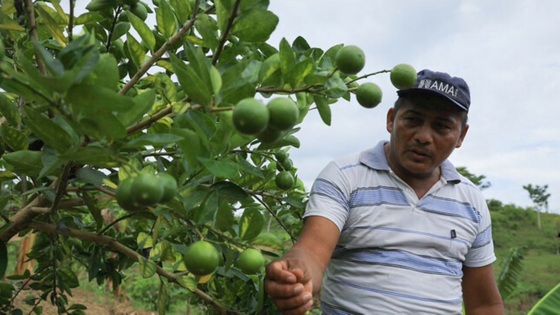 Futuro prometedor: 57 productores de Tocache inician comercialización limón Tahití