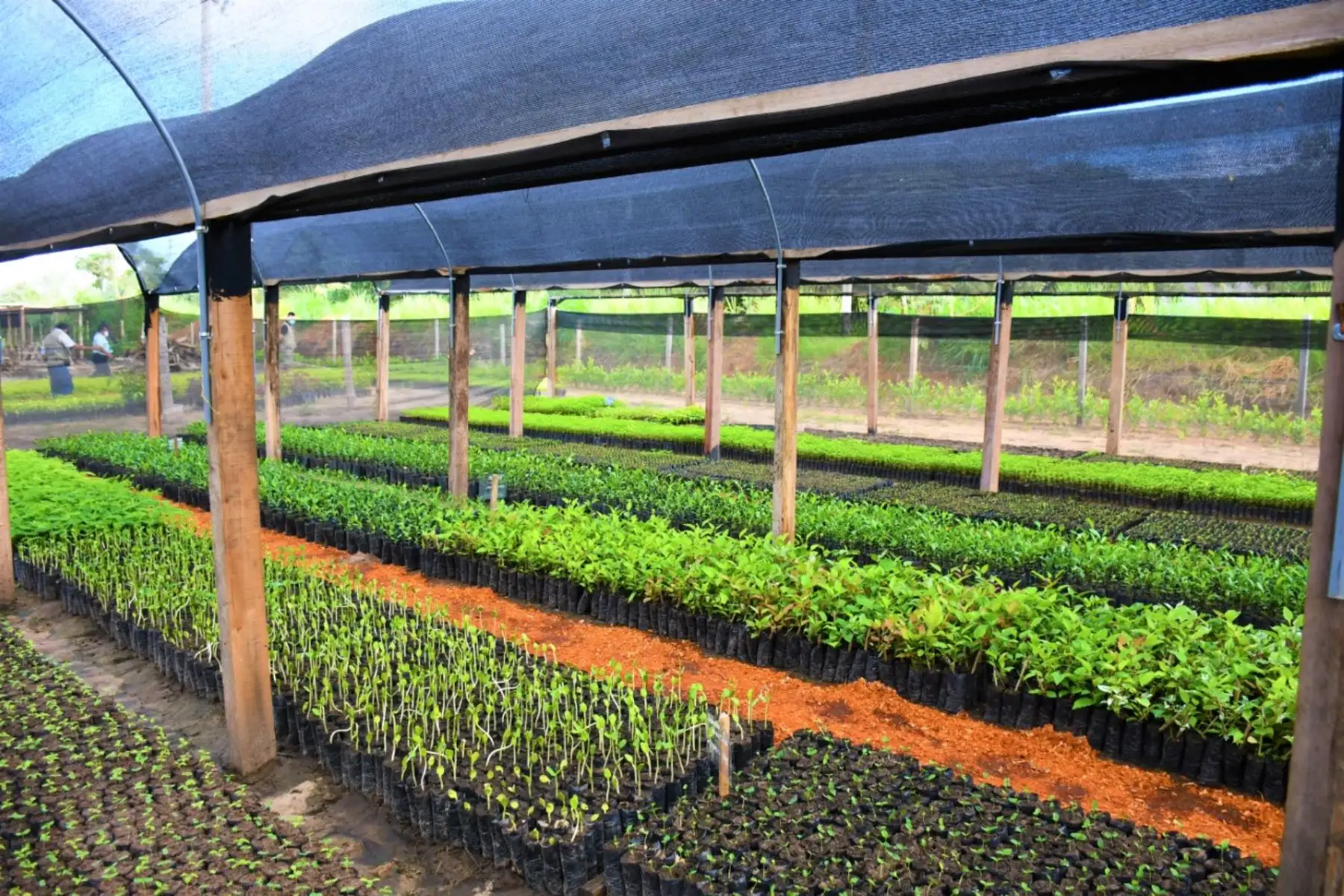 San Martin: implementan módulo de biofertilizantes para reducir consumo de agroquímicos
