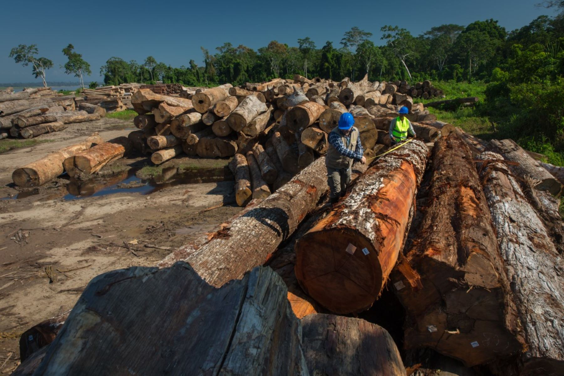 Docente crea un ingenioso aplicativo móvil para combatir la tala ilegal en la selva central. ANDINA/Difusión