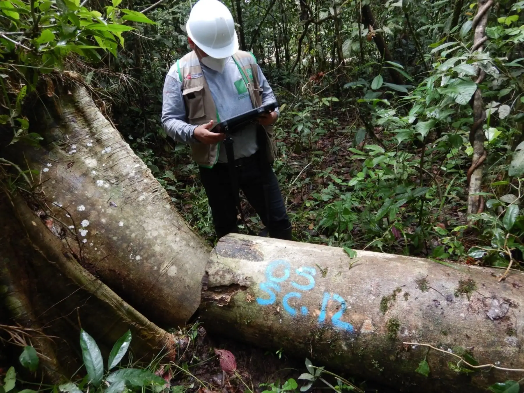 Osinfor presenta herramientas digitales para enfrentar los delitos forestales que se cometen en la Amazonía. ANDINA/Difusión