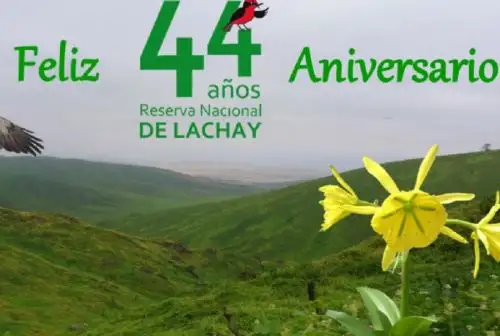 La Reserva Nacional de Lachay es un pequeño paraíso ubicado a tan solo 105 kilómetros al norte de la ciudad de Lima, en el distrito de Chancay, provincia de Huaura, y cumple 44 años como área natural protegida que conserva la singular biodiversidad de las lomas costeras. Foto: Facebook/Reserva Nacional de Lachay-Sernanp