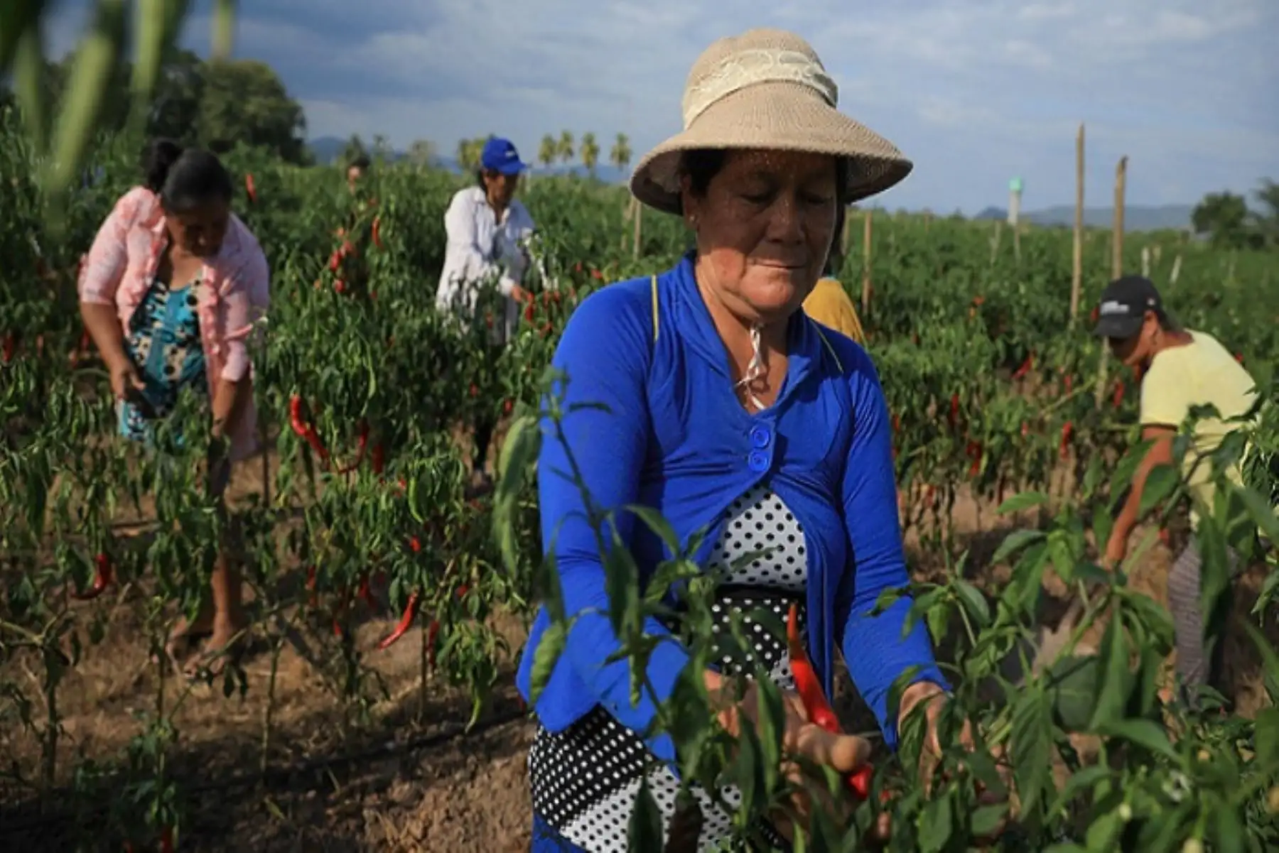 El premio al gobierno regional de San Martín recompensa su notorio desempeño en la gestión de proyectos y planes de negocios agrarios.