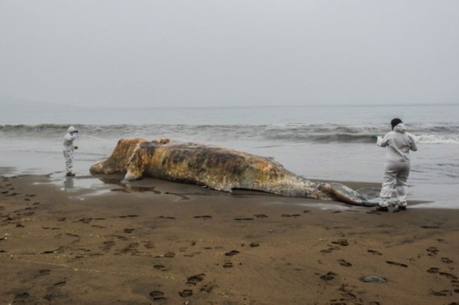 Los varamientos de fauna marina ocurren a nivel mundial y la costa peruana no se encuentra ajena a ellos. En este escenario el Instituto del Mar del Perú (Imarpe) asume un rol importante en el campo científico, interviniendo en la investigación, monitoreo y atención de estos eventos.  ANDINA/Difusión