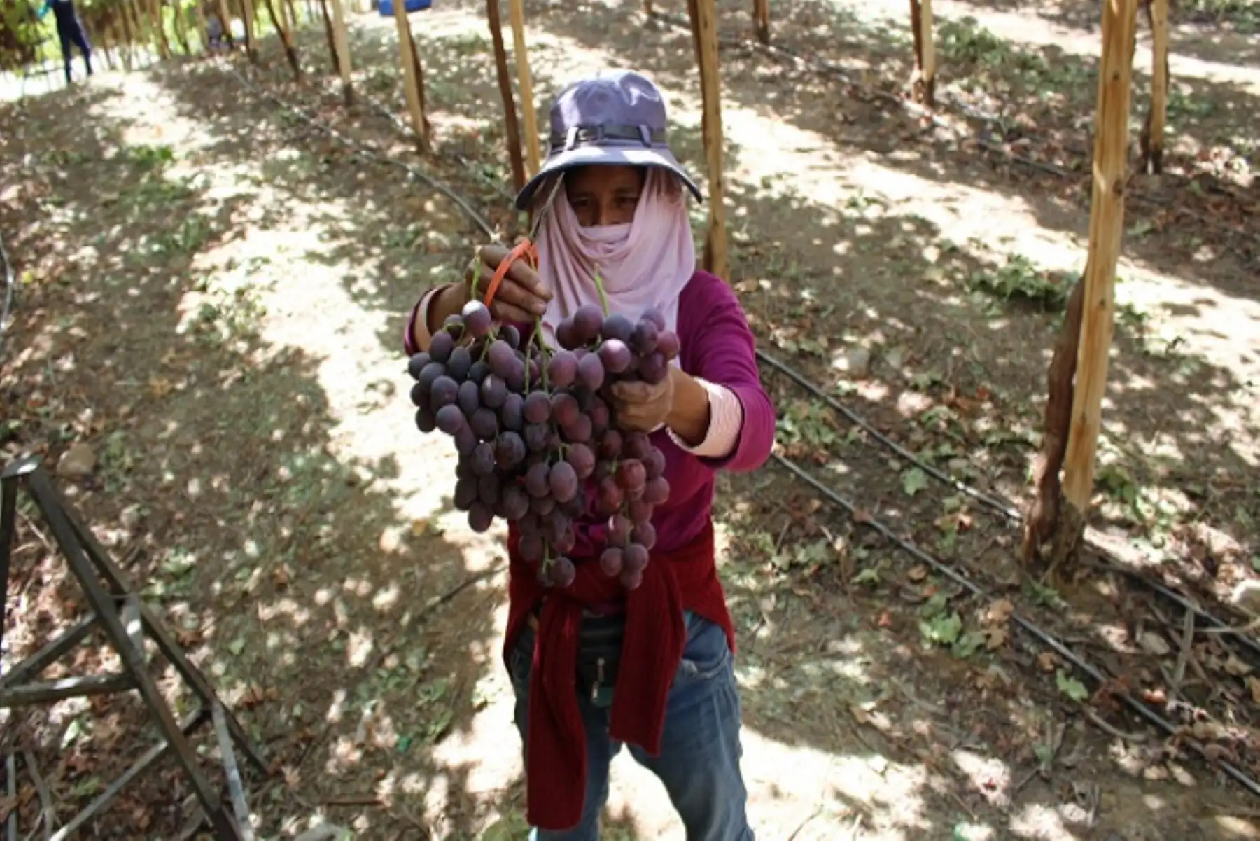 Sierra y Selva Exportadora realizó el acompañamiento técnico y comercial.