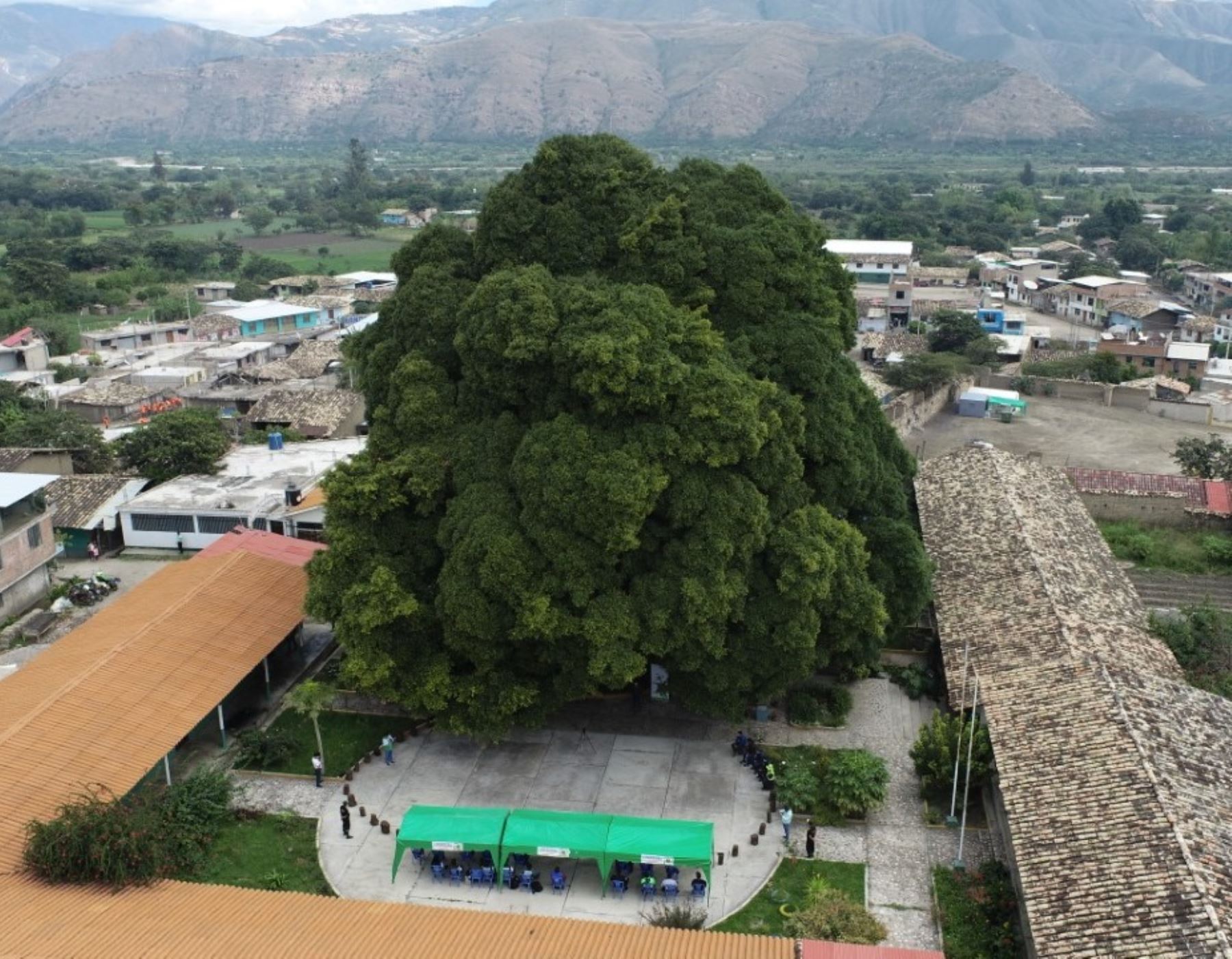 Serfor reconoció al Ficus de Malcas como el árbol patrimonial de Condebamba, distrito ubicado en la provincia de Cajabamba, región Cajamarca.