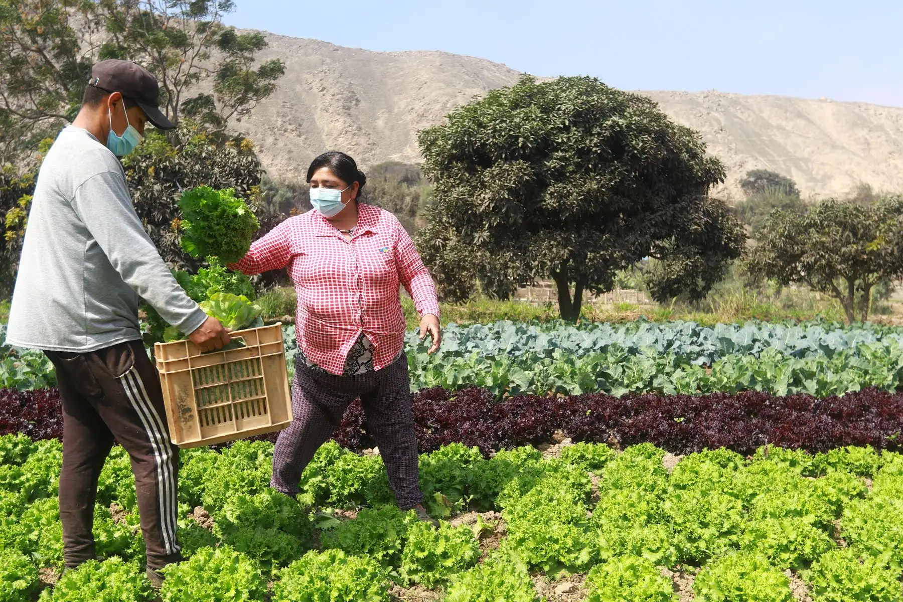 El ministro de Desarrollo Agrario y Riego, Federico Tenorio, participó en la entrega del Reglamento de Compras Estatales a productores agrícolas del valle Chillón, que beneficiará a más de 2.2 millones de pequeños productores del país. Agricultores de la zona participaron del evento. Foto: ANDINA/Jhonel Rodríguez Robles