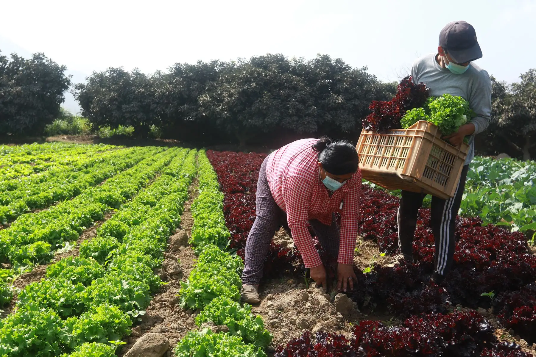 El ministro de Desarrollo Agrario y Riego, Federico Tenorio, participó en la entrega del Reglamento de Compras Estatales a productores agrícolas del valle Chillón, que beneficiará a más de 2.2 millones de pequeños productores del país. Agricultores de la zona participaron del evento. Foto: ANDINA/Jhonel Rodríguez Robles