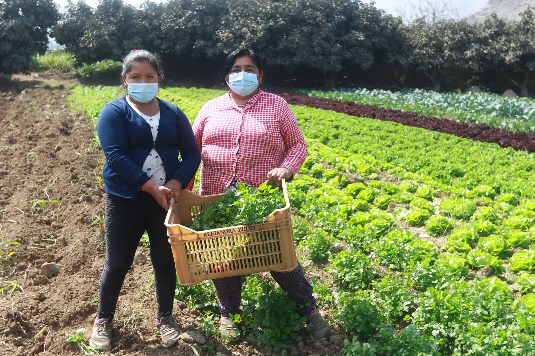Agricultores. ANDINA/Jhonel Rodríguez Robles