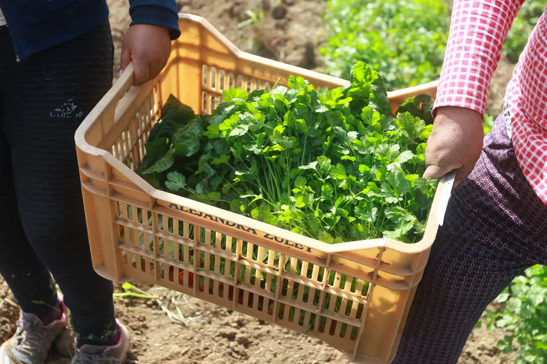 El ministro de Desarrollo Agrario y Riego, Federico Tenorio, participó en la entrega del Reglamento de Compras Estatales a productores agrícolas del valle Chillón, que beneficiará a más de 2.2 millones de pequeños productores del país. Agricultores de la zona participaron del evento. Foto: ANDINA/Jhonel Rodríguez Robles