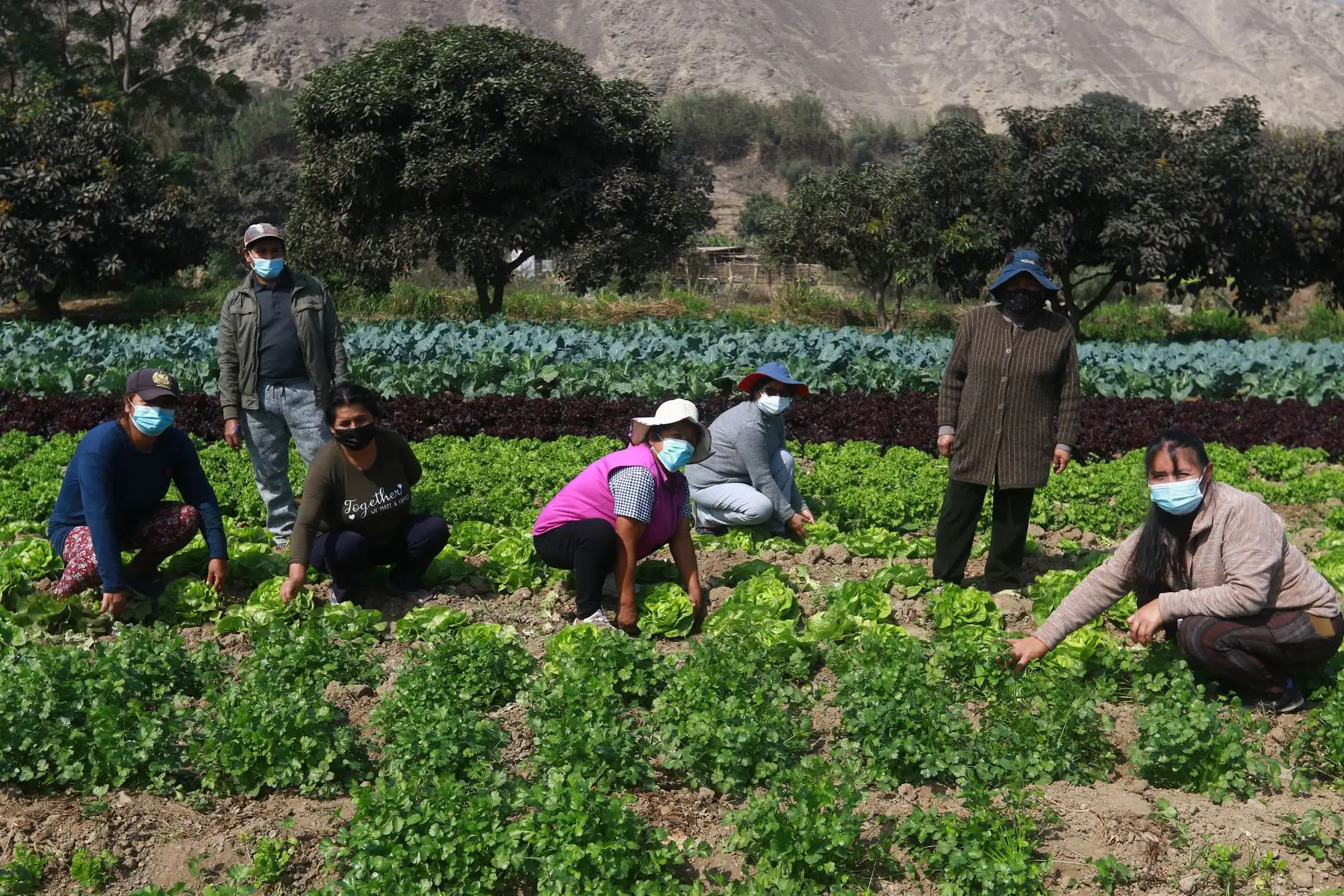 Pequeños productores agropecuarios. ANDINA/Jhonel Rodríguez Robles