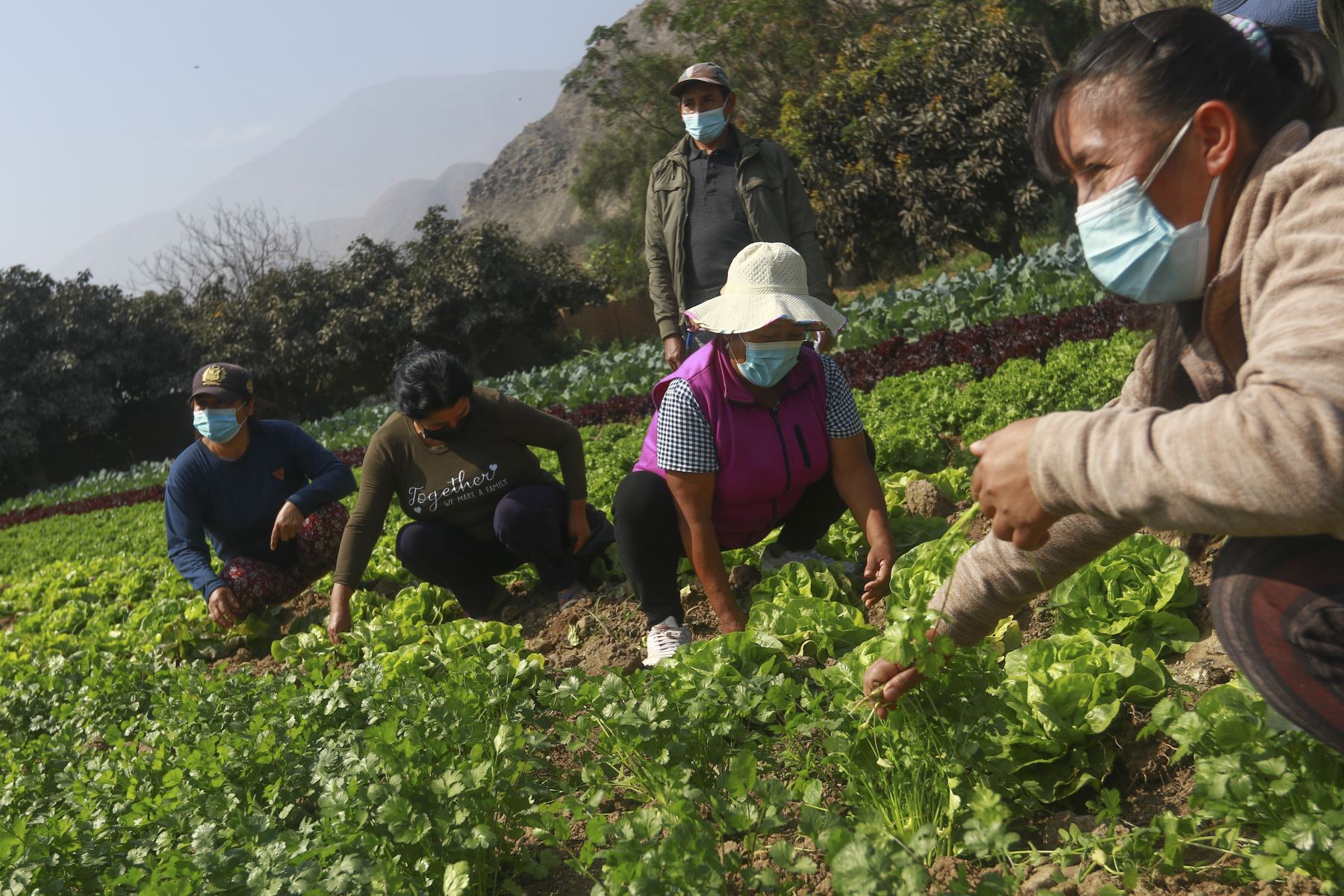 Pequeños agricultores. ANDINA/Jhonel Rodríguez Robles