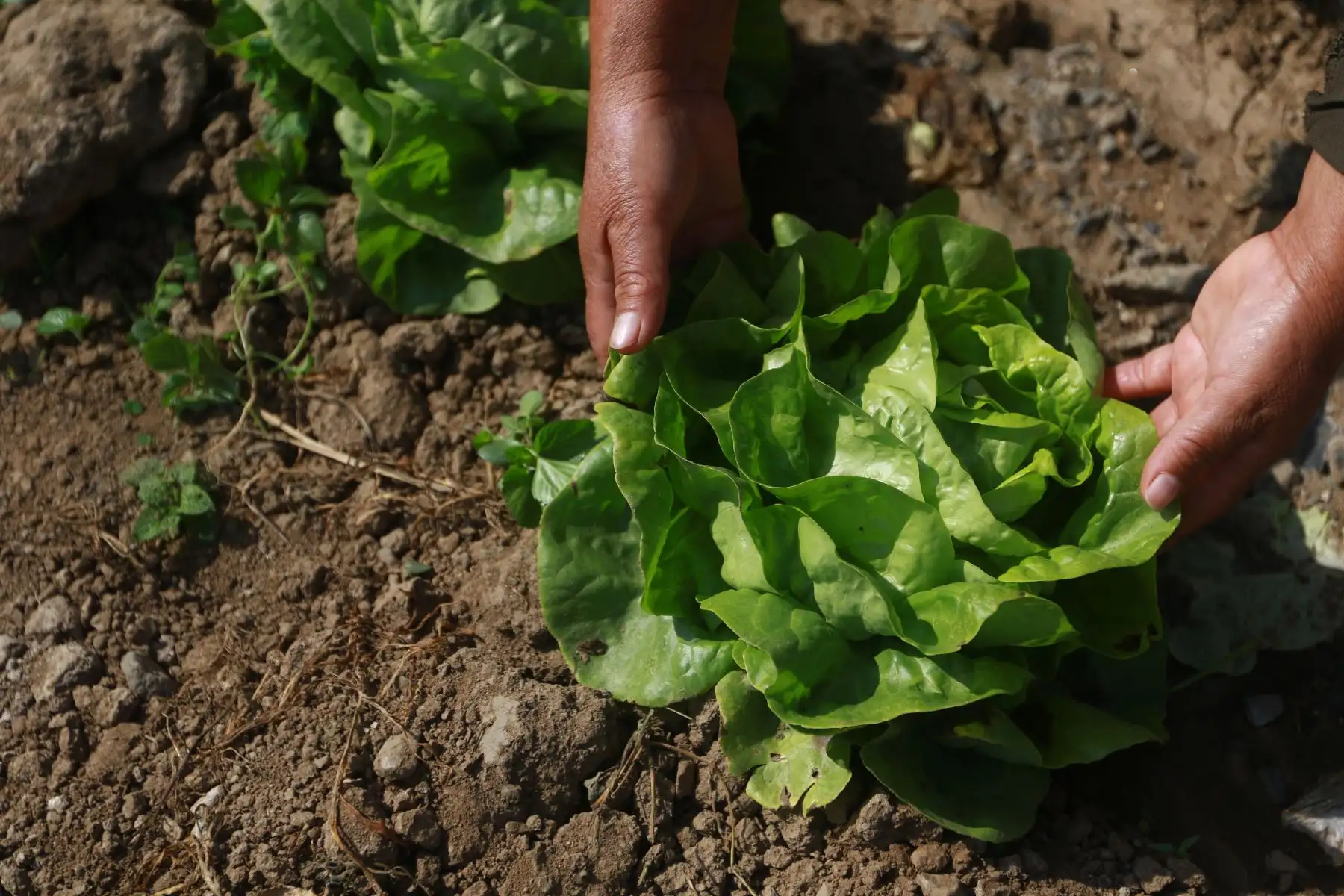 El ministro de Desarrollo Agrario y Riego, Federico Tenorio, participó en la entrega del Reglamento de Compras Estatales a productores agrícolas del valle Chillón, que beneficiará a más de 2.2 millones de pequeños productores del país. Agricultores de la zona participaron del evento. Foto: ANDINA/Jhonel Rodríguez Robles