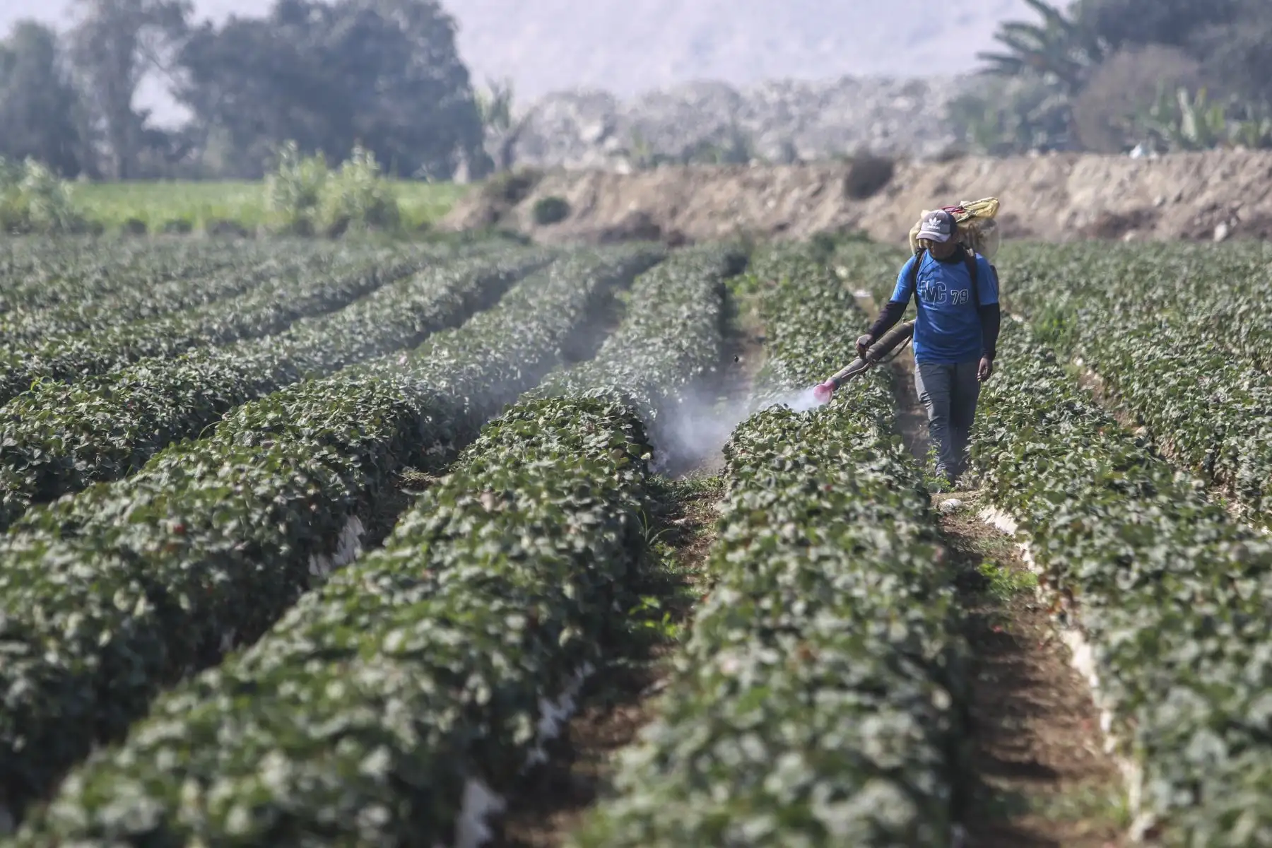 El ministro de Desarrollo Agrario y Riego, Federico Tenorio, participó en la entrega del Reglamento de Compras Estatales a productores agrícolas del valle Chillón, que beneficiará a más de 2.2 millones de pequeños productores del país. Agricultores de la zona participaron del evento. Foto: ANDINA/Jhonel Rodríguez Robles