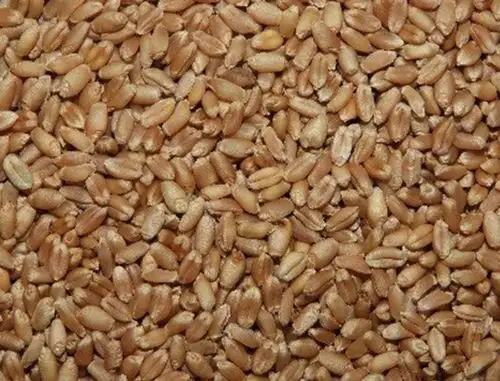 INIA presenta nueva variedad de trigo de alta calidad genética y resistente a plagas. ANDINA/Difusión