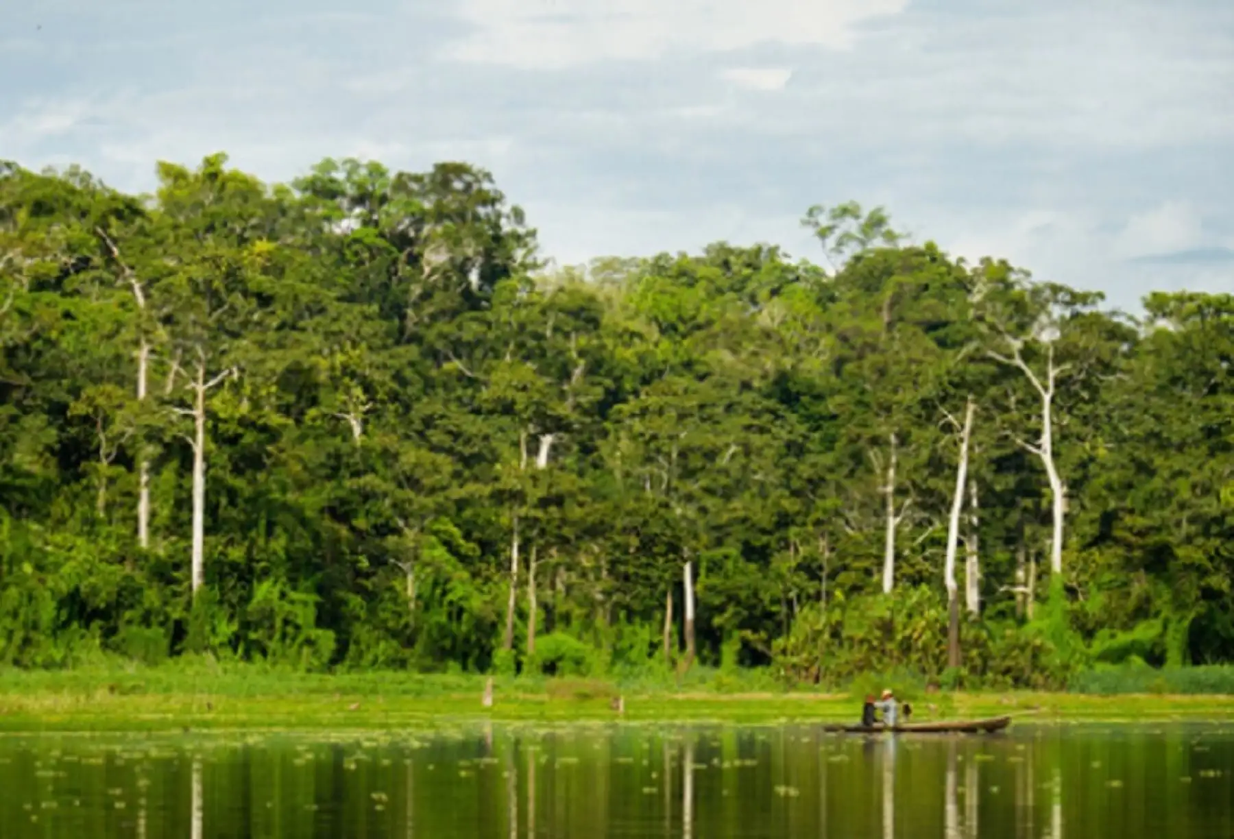 El Servicio Nacional Forestal y de Fauna Silvestre (Serfor) brinda información sobre nuestros bosques, a través del Módulo de Inventarios, a fin de que las autoridades de todo nivel, la academia, tomadores de decisión y ciudadanía, cuenten con información actual sobre el patrimonio forestal y de fauna silvestre del país.