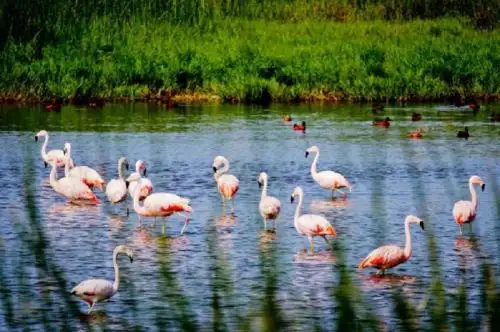 Flamencos en la Santuario Nacional Lagunas de Mejía, ubicada en la región Arequipa.