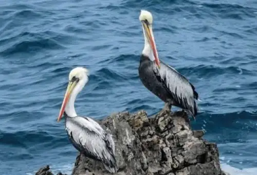 Senasa alerta que se detectó la presencia de influenza aviar altamente patógena sub-tipificada como Influenza A H5N1 en pelícano. ANDINA/Difusión